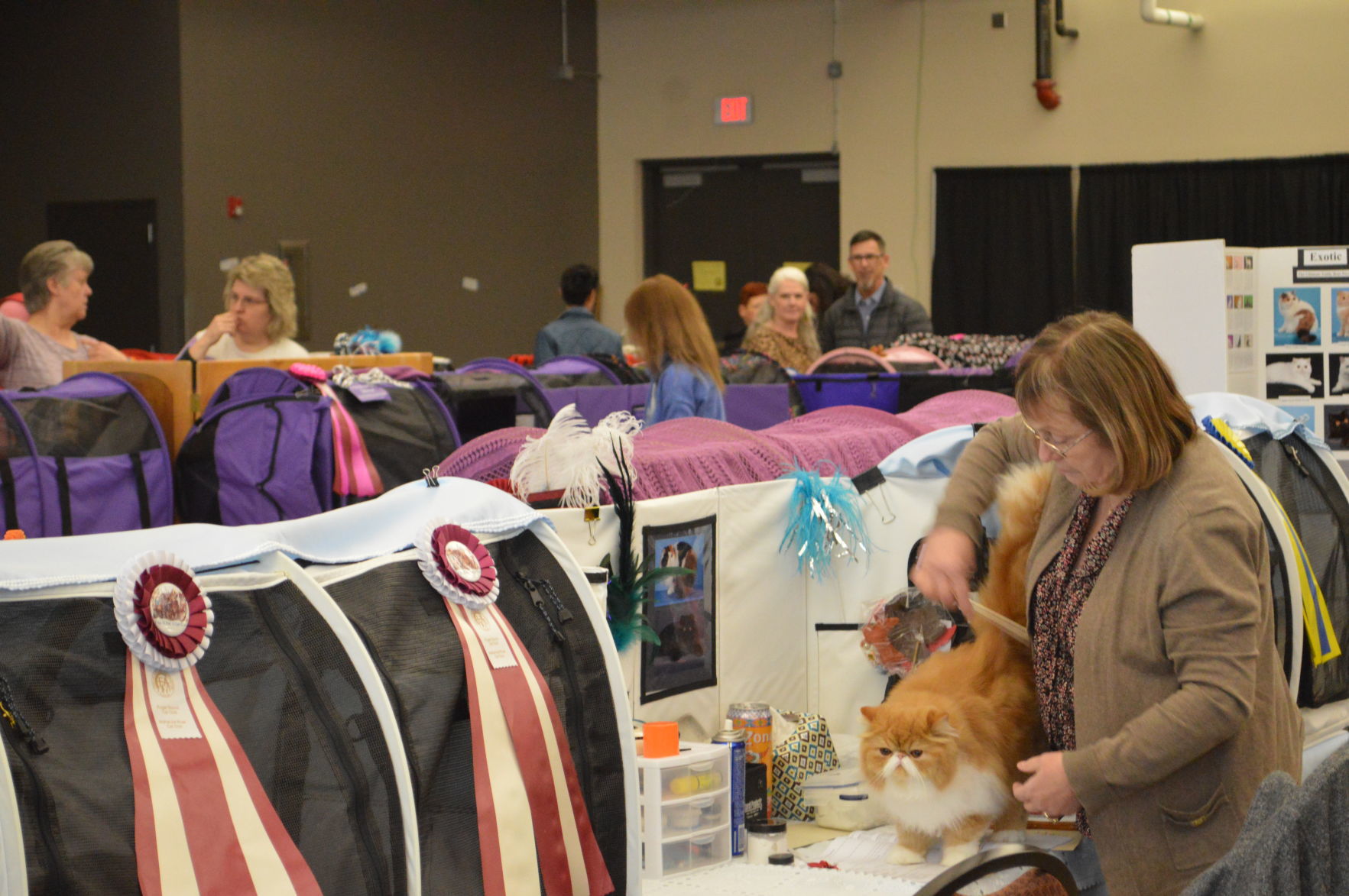 Longview Cat Show 2019